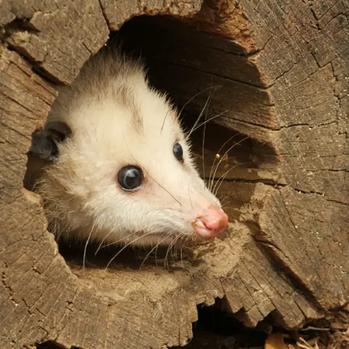 opossum and lyme disease