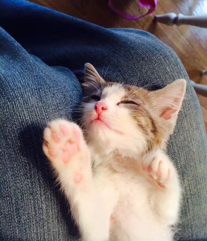 muddy kitten