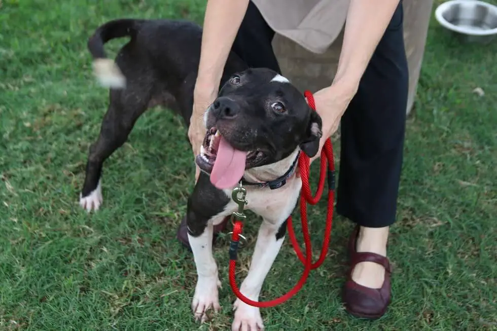 rescued dog from dog fighting