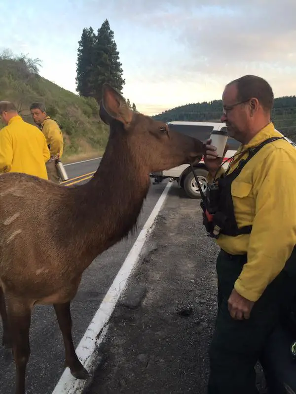 friendly elk