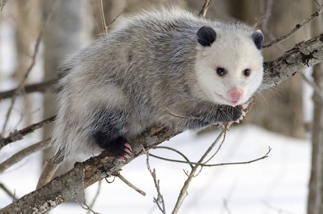 opossum and lyme disease