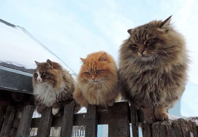 siberian cats