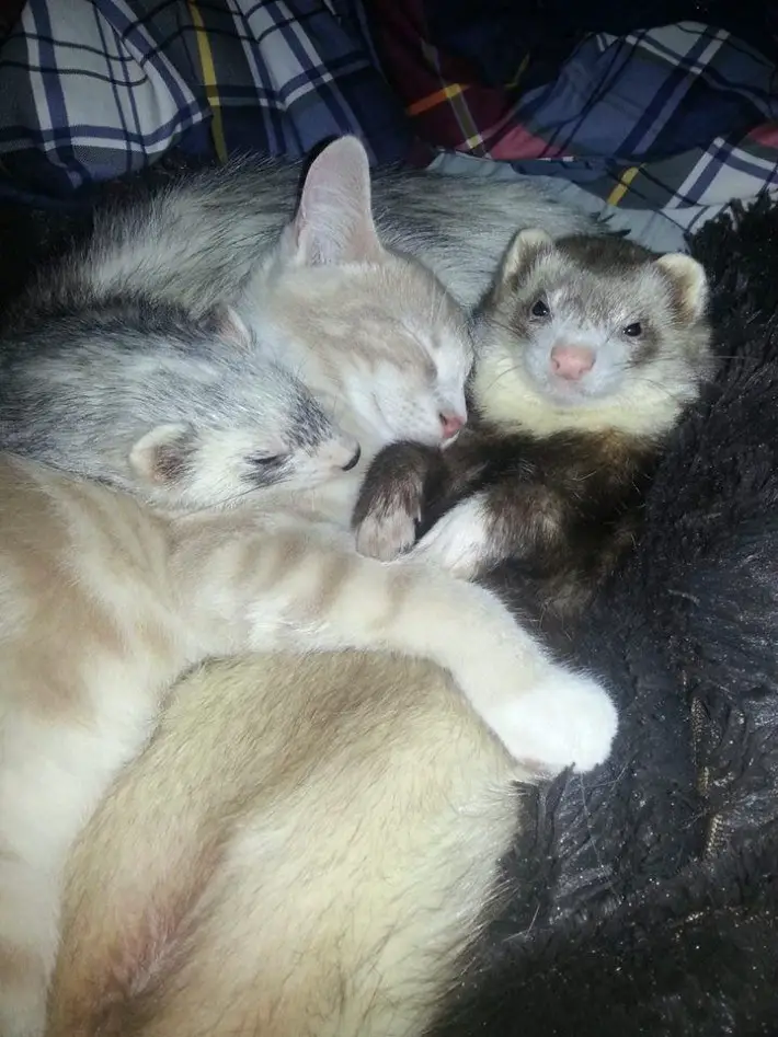 ferrets and kitten