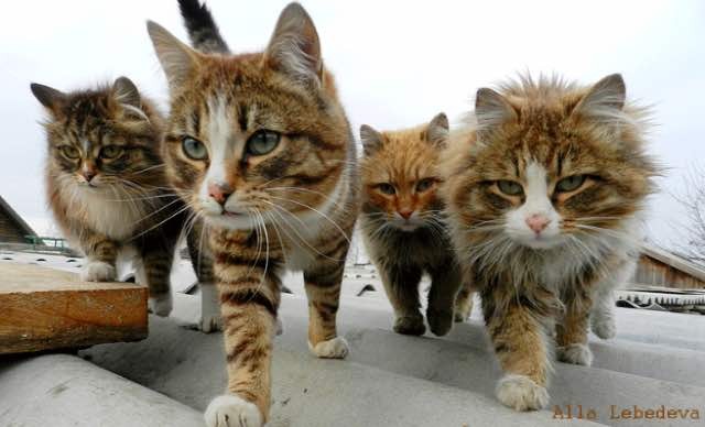 siberian cats