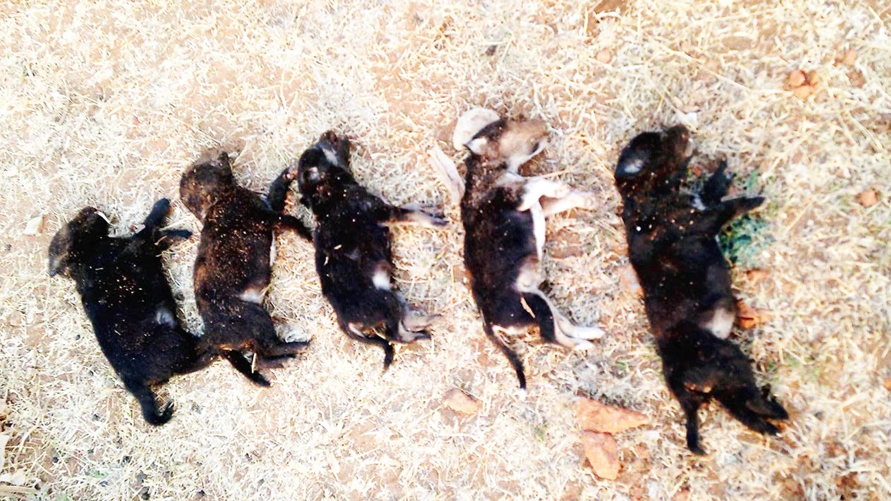 puppies killed