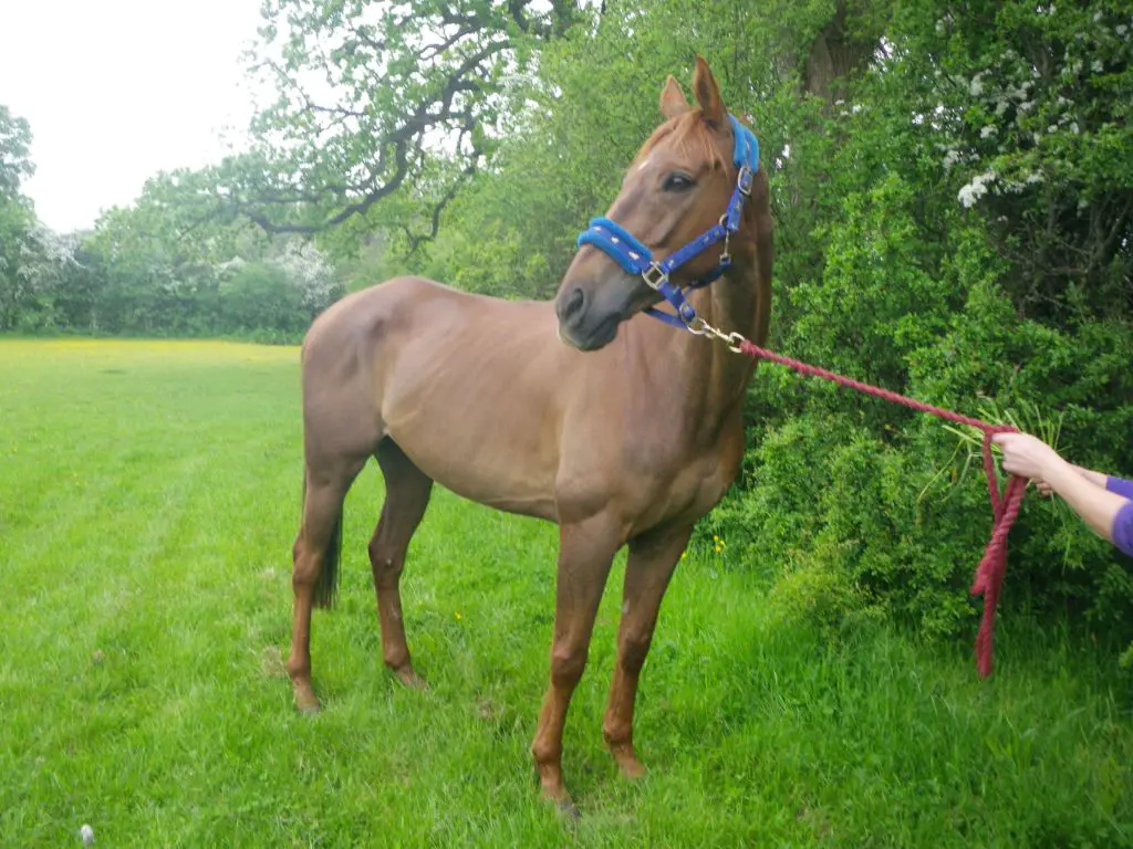 cruel woman skeletal horse