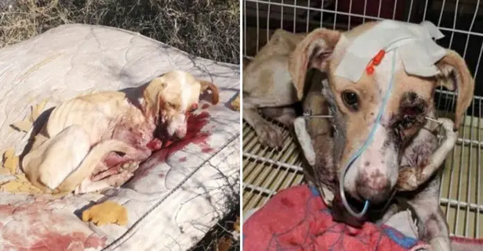 argentinian-animal-cruelty