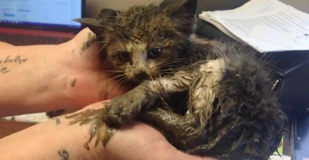 Tiny Kitten Stuck In Mud Under A Pile Of Steel On A Cold Day Gets