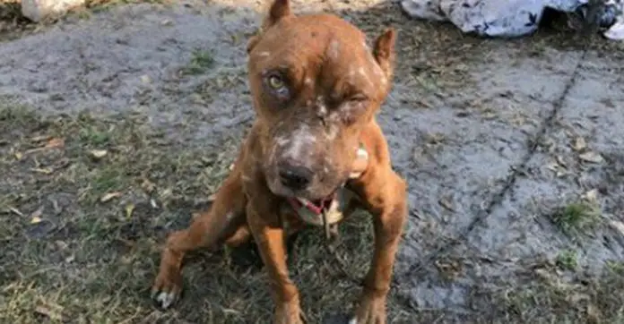 starved-dog-ate-puppies
