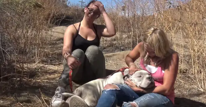 tarzan-dog-rescue