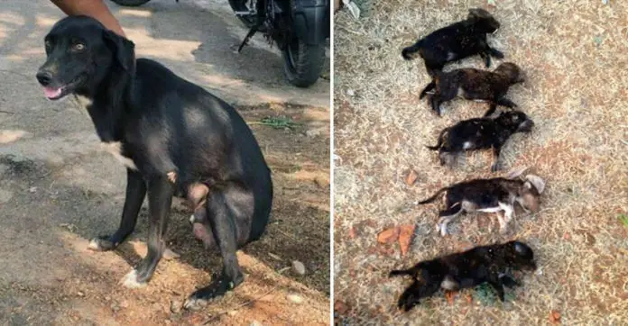 woman-kills-8-puppies