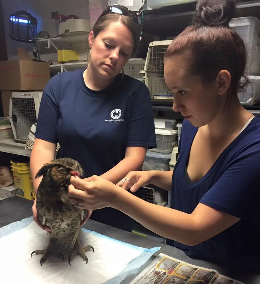 owl hugs rescuer