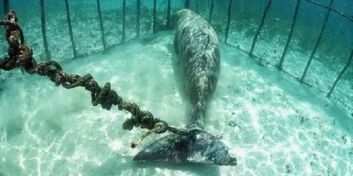 underwater cages