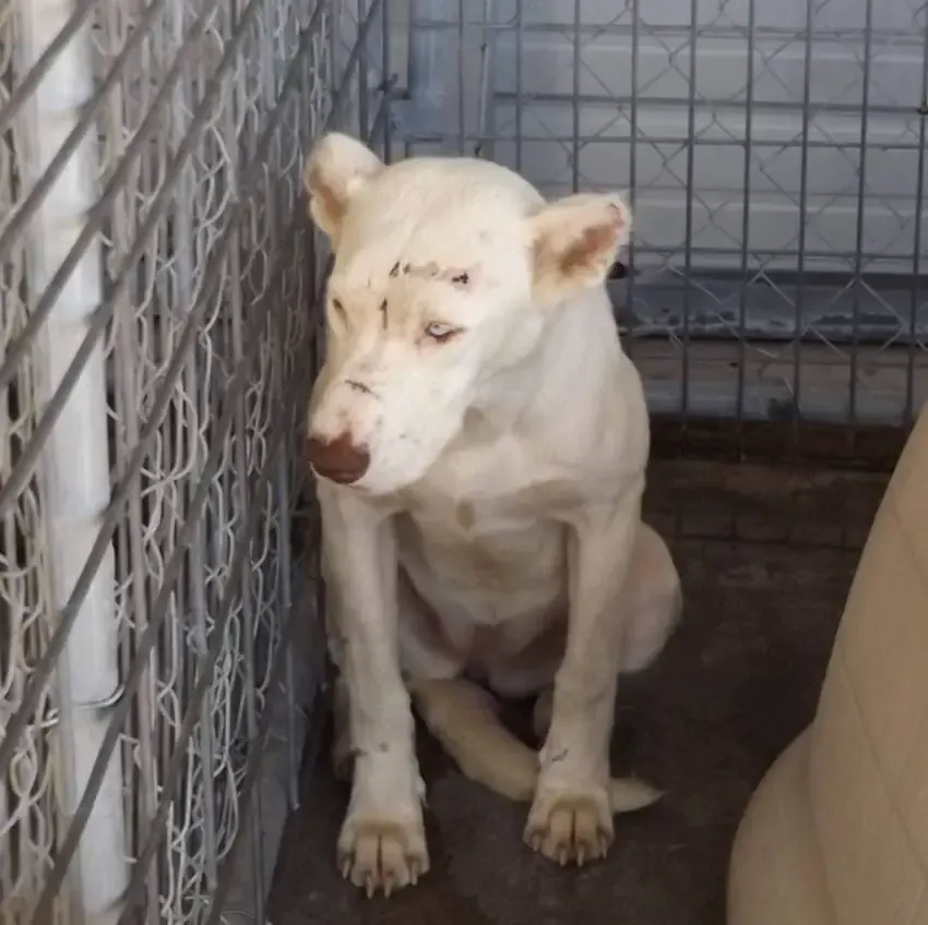 abused dog