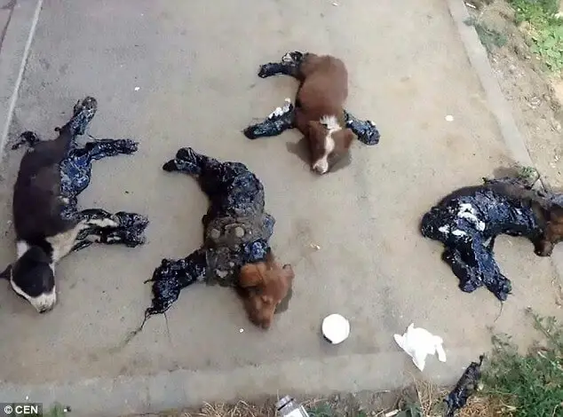 puppies hot tar