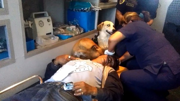 dogs in ambulance