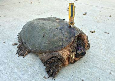 turtle stabbed with screwdriver
