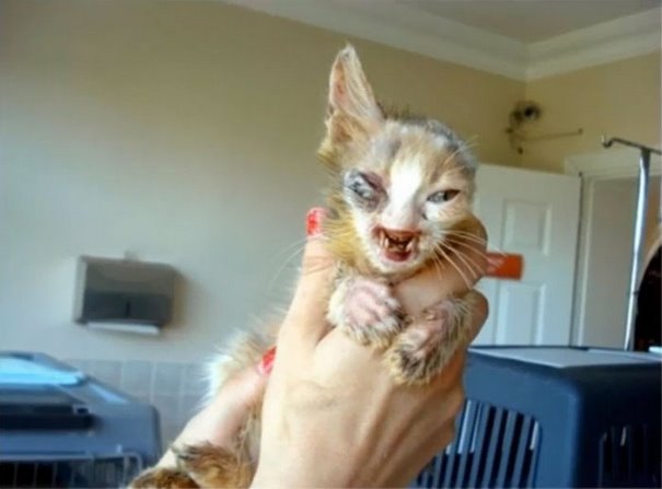 deformed kitten