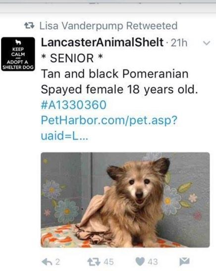 senior dog rescued