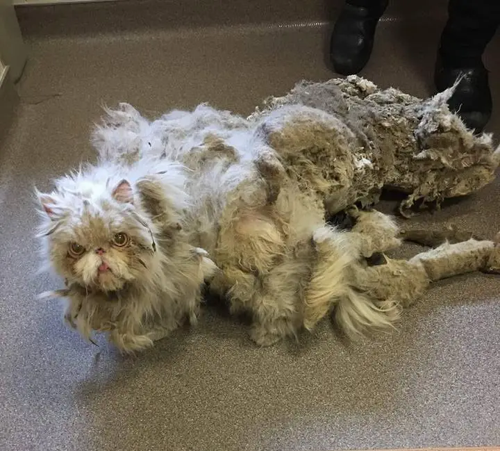 matted fur like carpet