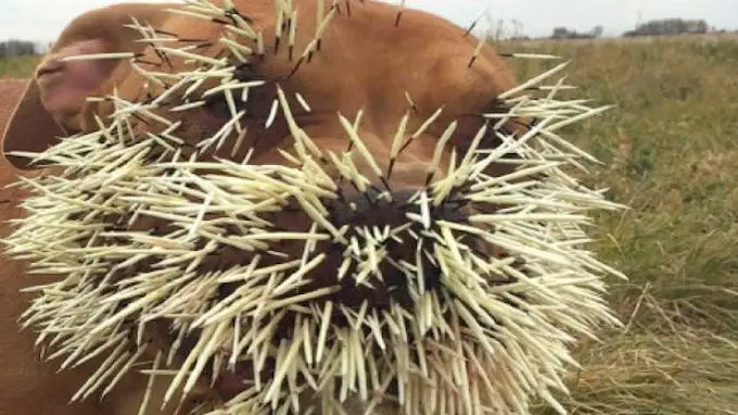 dog and porcupine