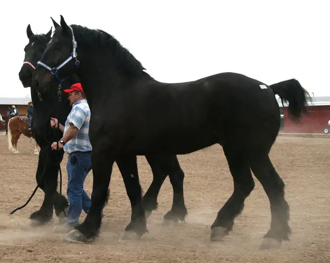 largest horses