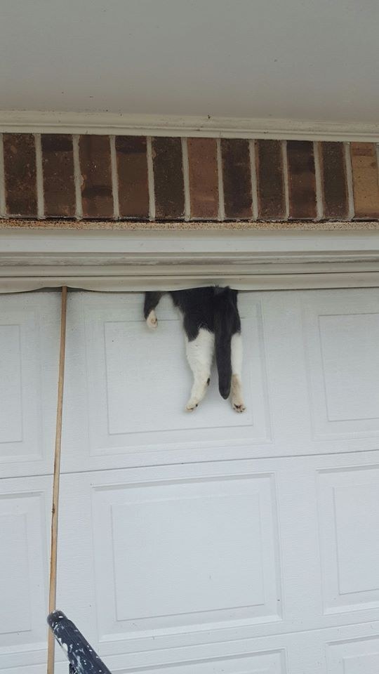kitty on garage door