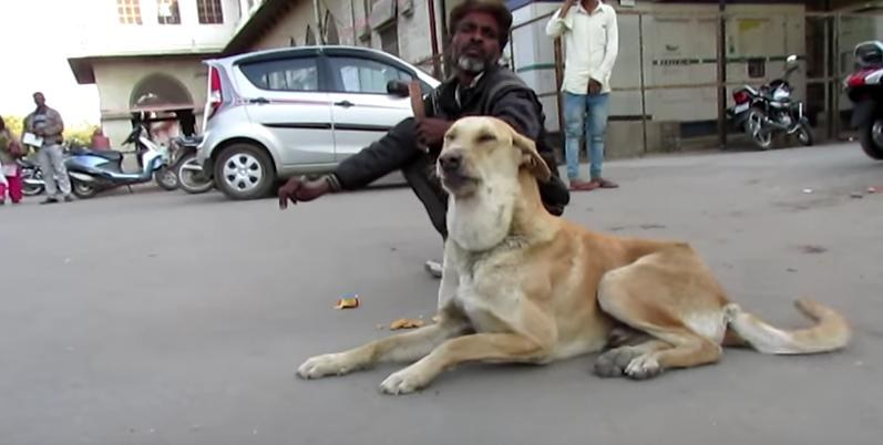 dog tumor healed