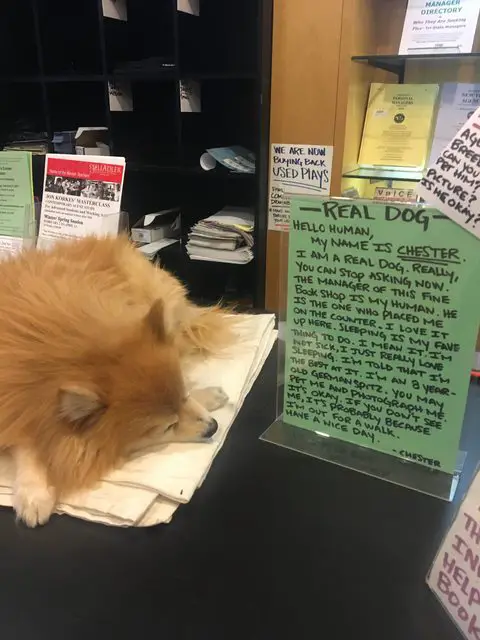 fake dog at bookstore