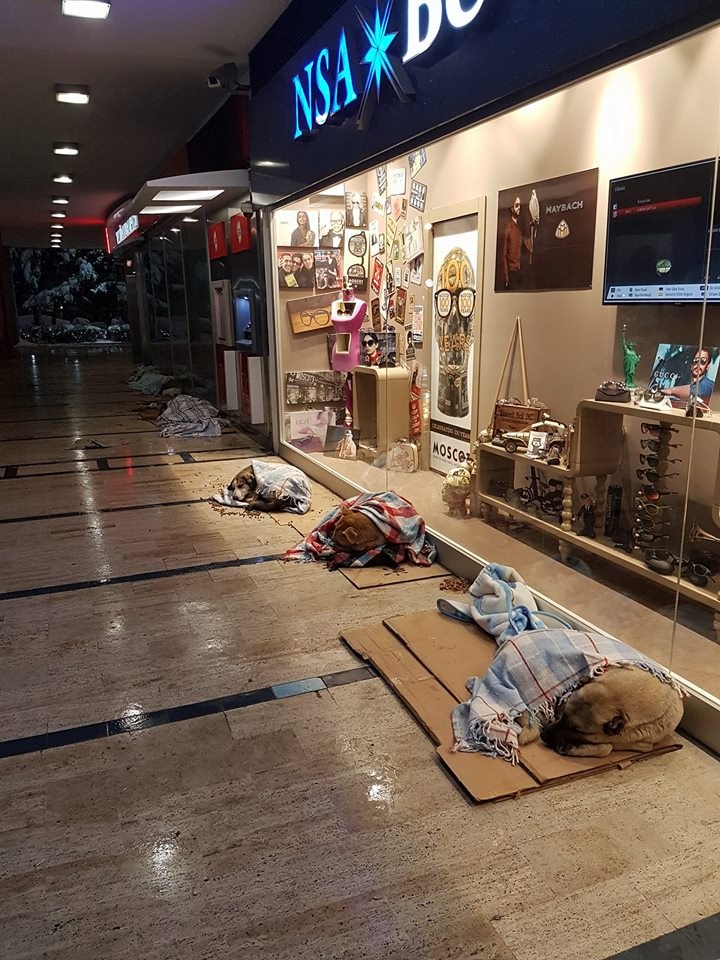 dogs sleep in mall