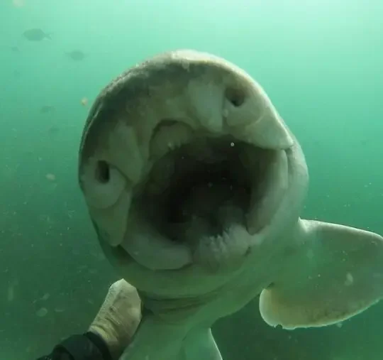 shark swims for cuddles