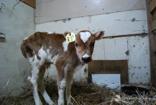 calf at auction