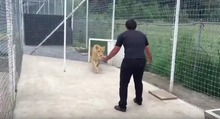 lioness and man