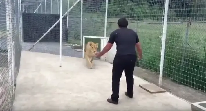 lioness and man