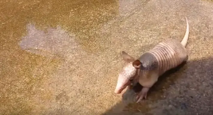 baby armadillo