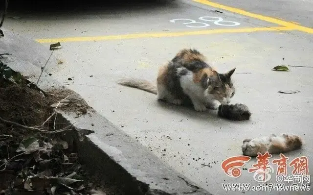 cat licking baby