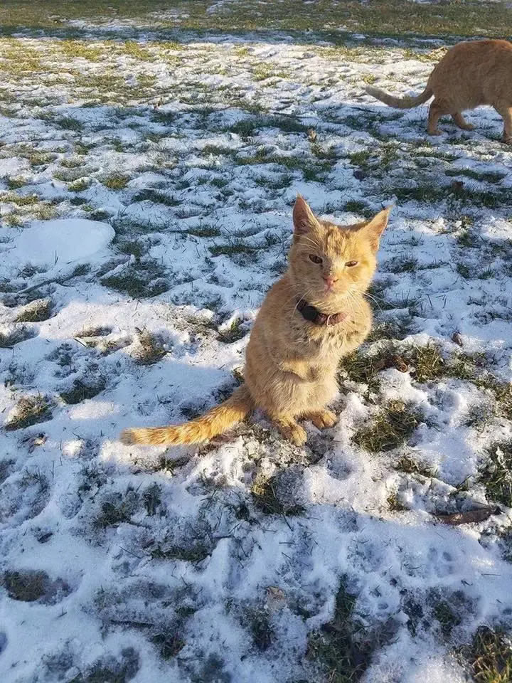 cat hopping