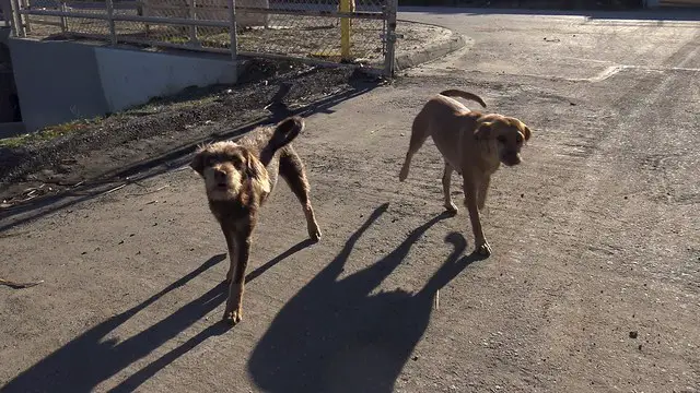 stray dogs rescued