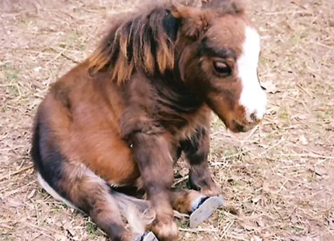 tiny horse