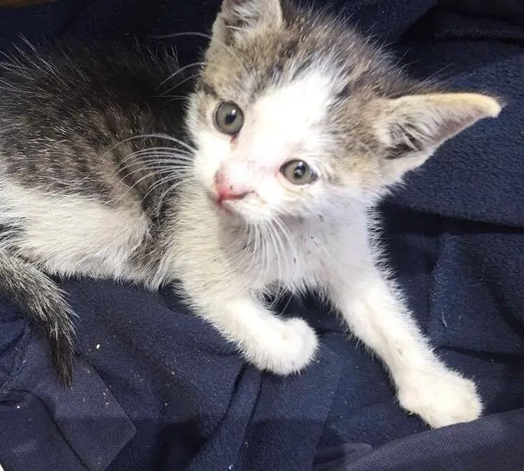 kitten in pallet yard