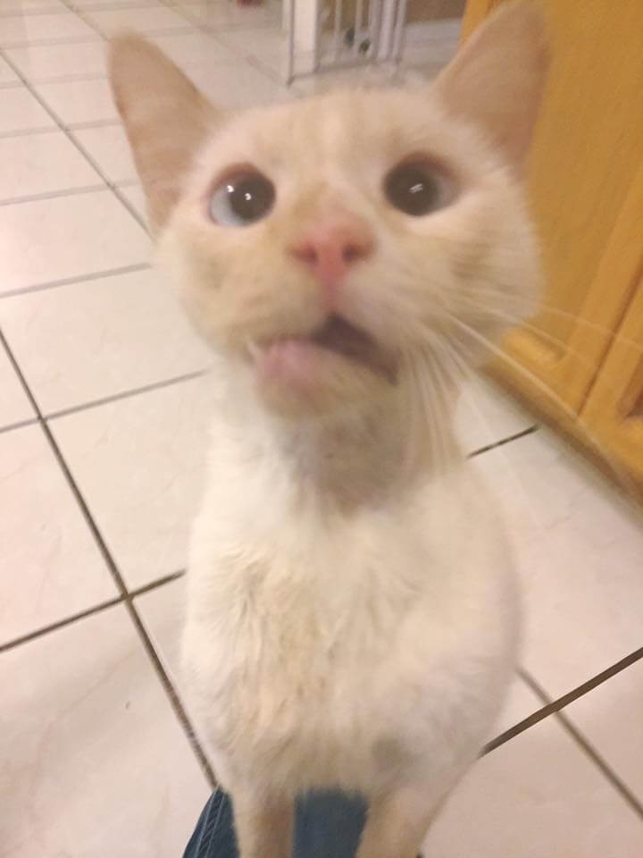 crooked jaw cat