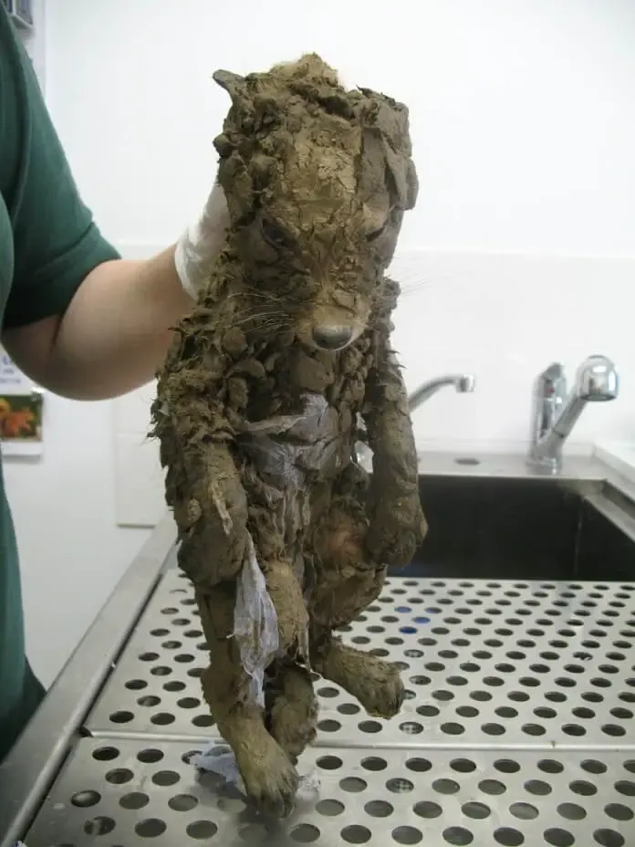 rescue animal