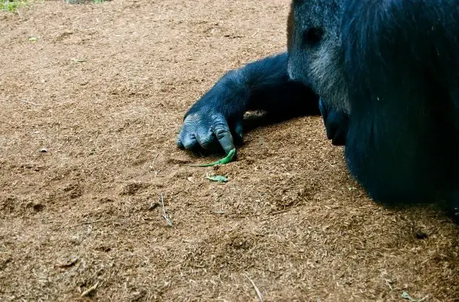 gorilla caterpillar