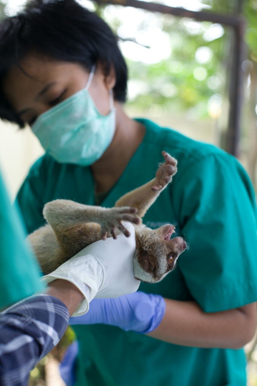 slow loris