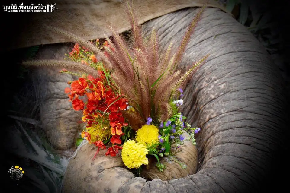 elephant funeral
