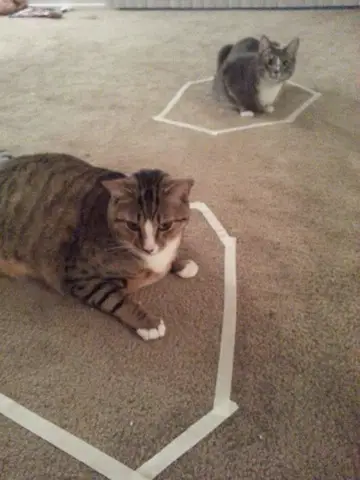 cats and circles