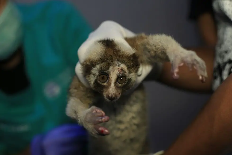 slow loris