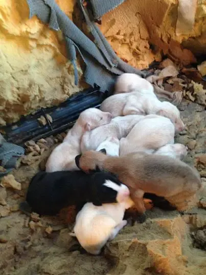 stray dog surprise