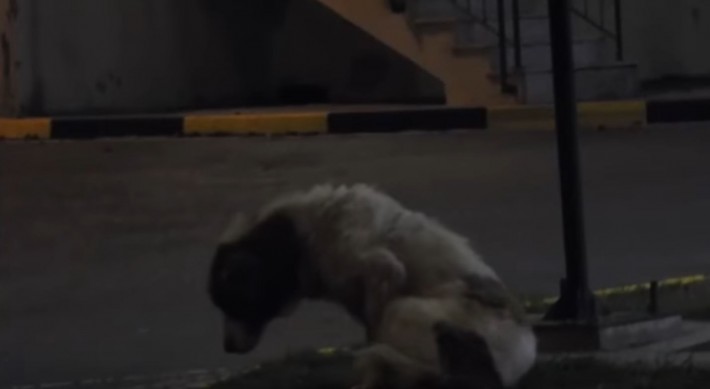 abandoned dog