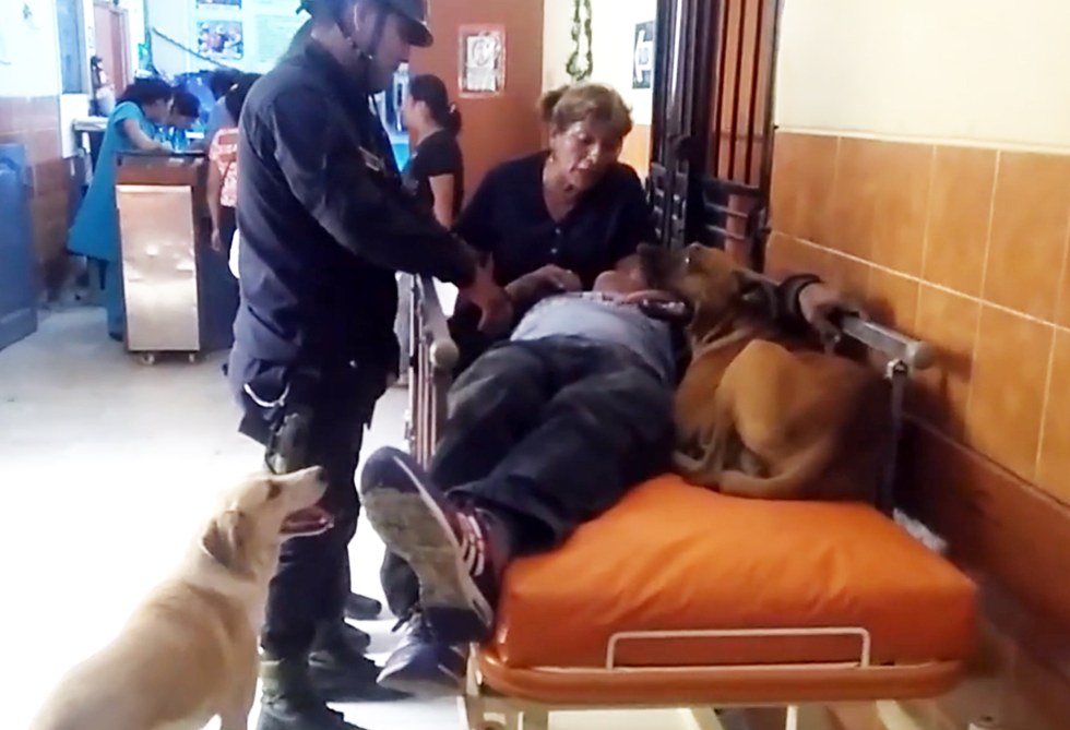 dogs in ambulance
